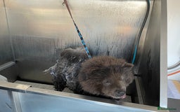 Chow Chow dogs for sale: Blue Chow Chow Female - Image 15