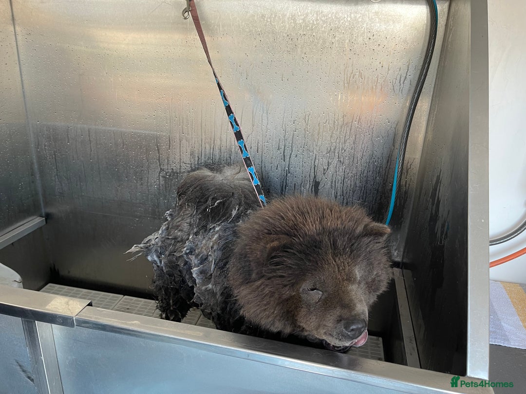 Chow Chow dogs for sale: Blue Chow Chow Female - Image 15