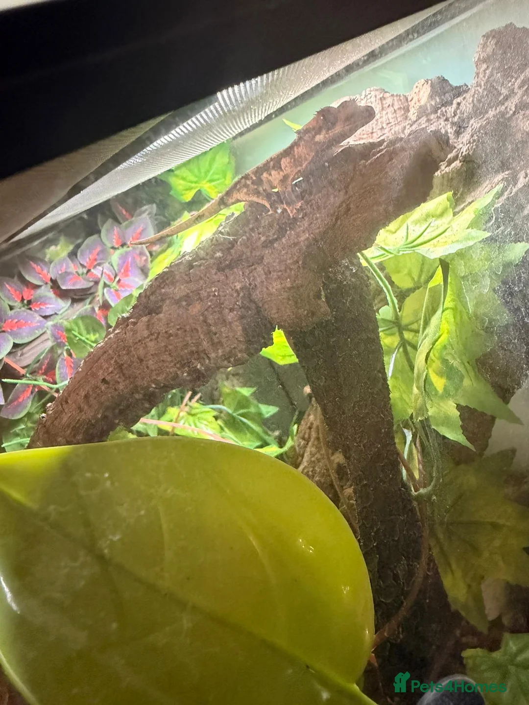 Gecko reptiles for sale: Crested Gecko with full set up - Advert 5