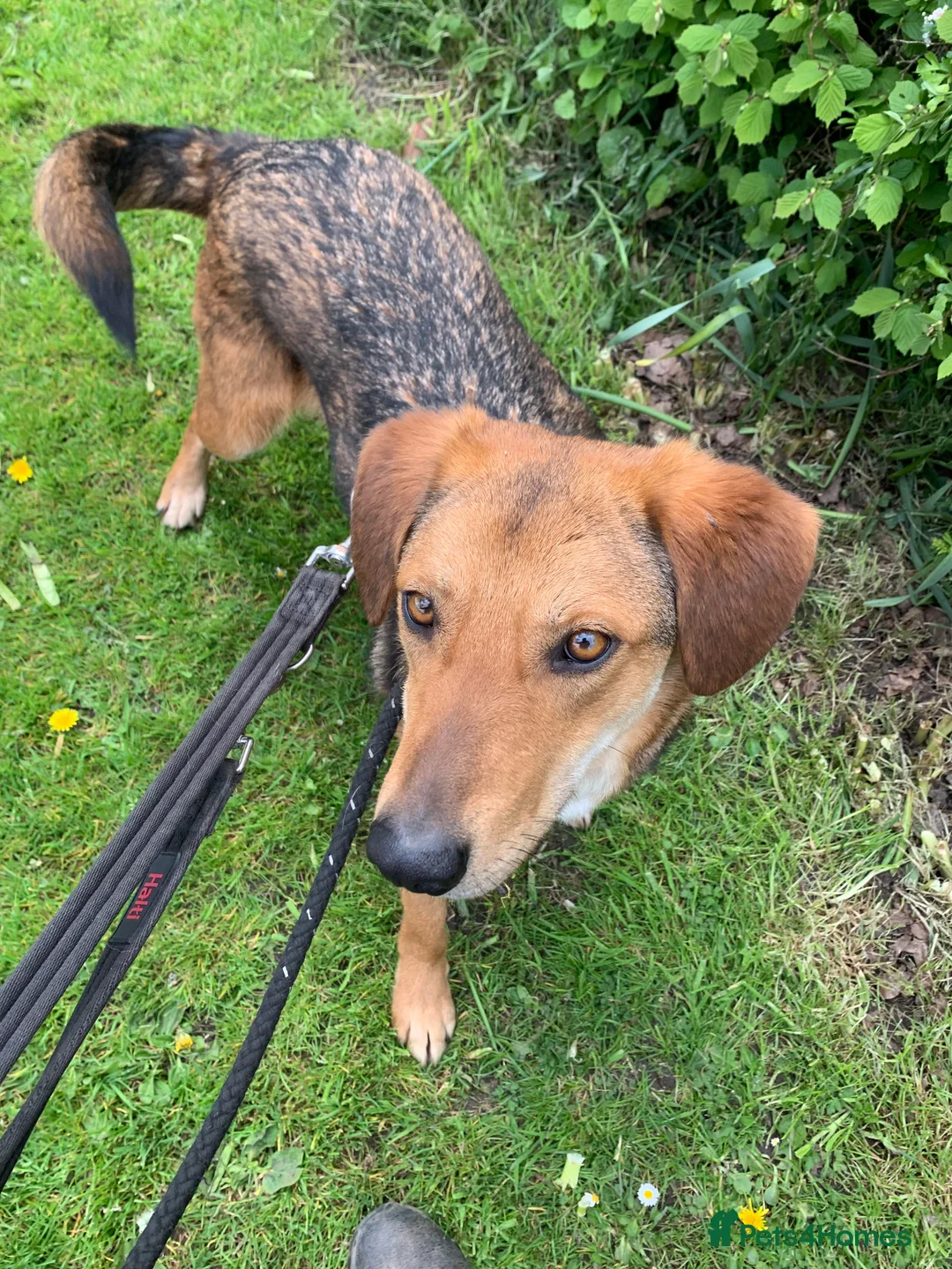 Mixed Breed dogs for adoption: Meet Shiloh, currently residing in Cheshire  in Nantwich - Advert 7