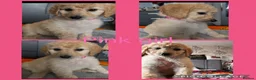 Labradoodle dogs for sale: Ready now rare silver f1bb standard labradoodles  - Advert 12