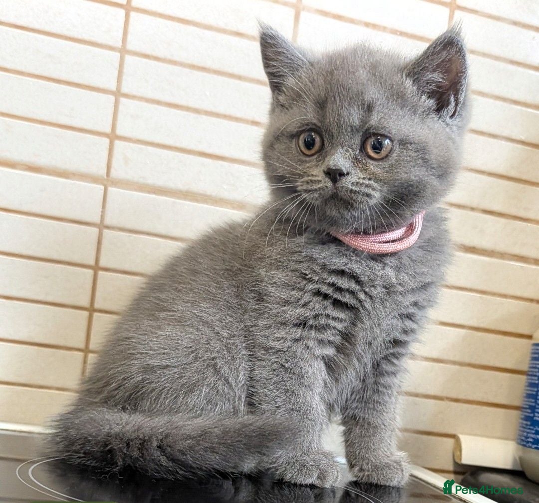 British Shorthair cats Beautiful BSH-kittens-Ready for Their New Homes - Advert 2