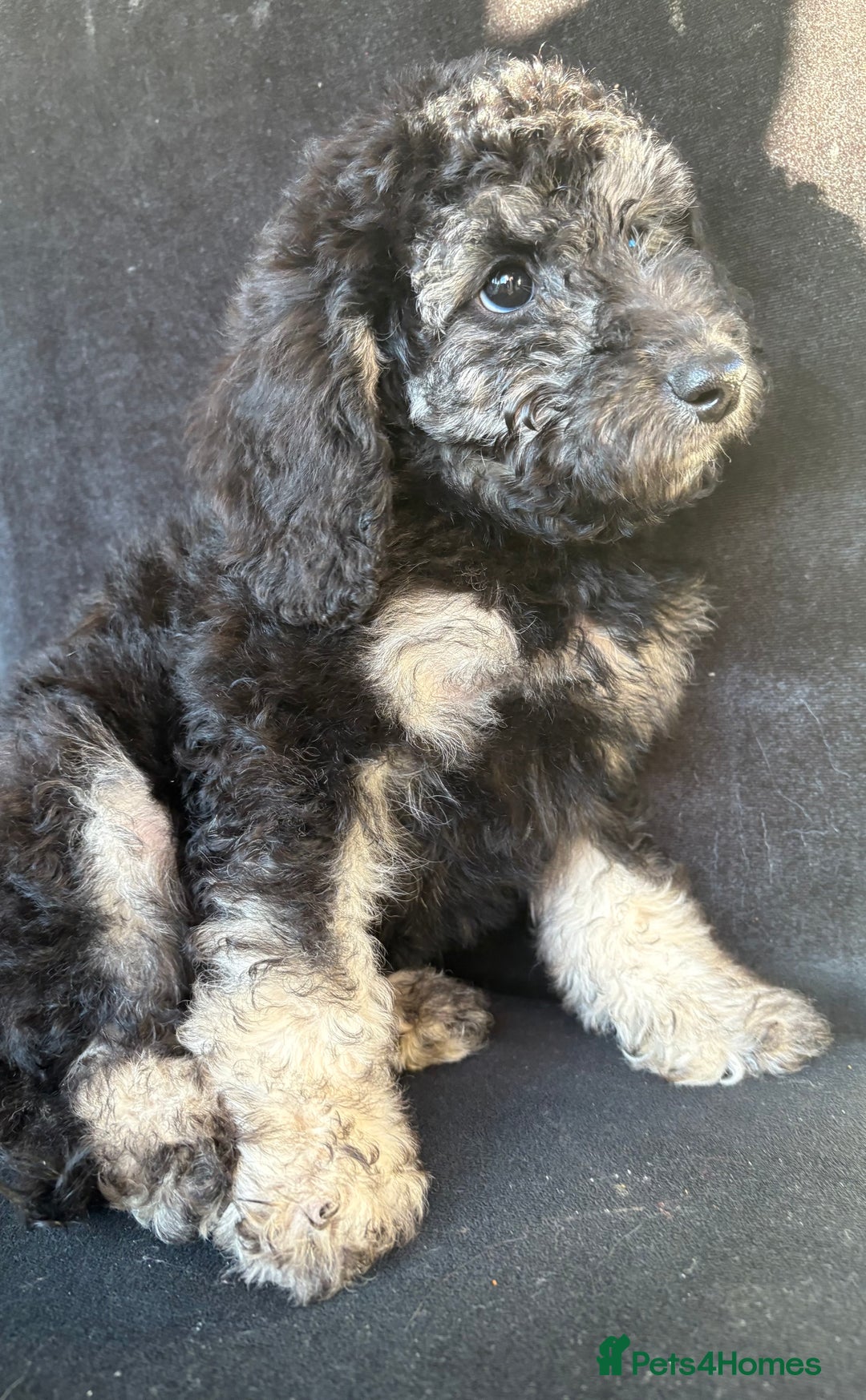 Miniature Poodle dogs for sale: 🐩🌈Miniature Merle poodle puppies 🌈🐶❤️ - Advert 3