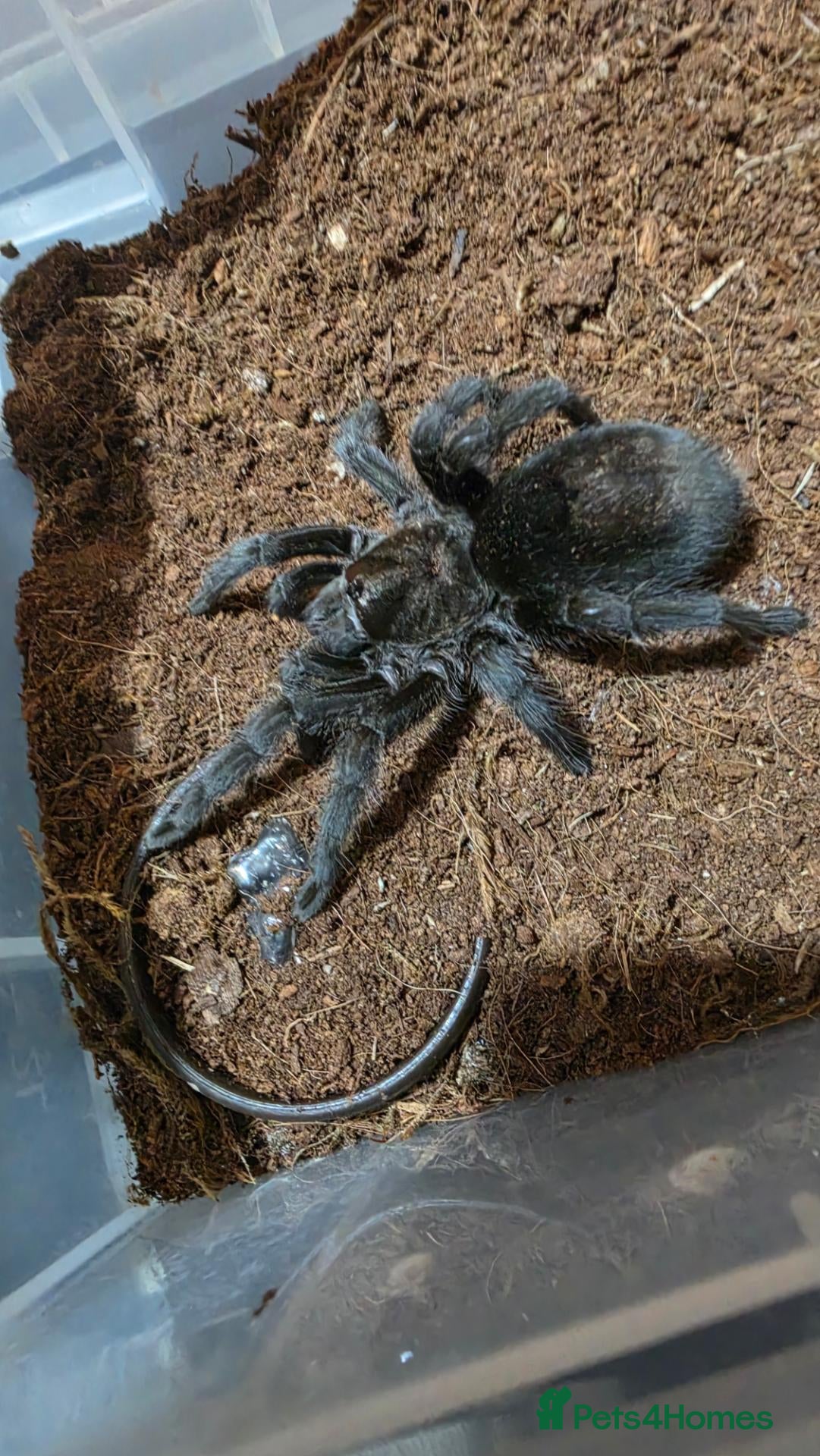 Tarantulas invertebrates Two Brazilian black tarantulas. - Advert 2