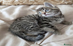Bengal cats for sale: Purebred Spotted Bengal Kittens Brown Charcoal - Image 4