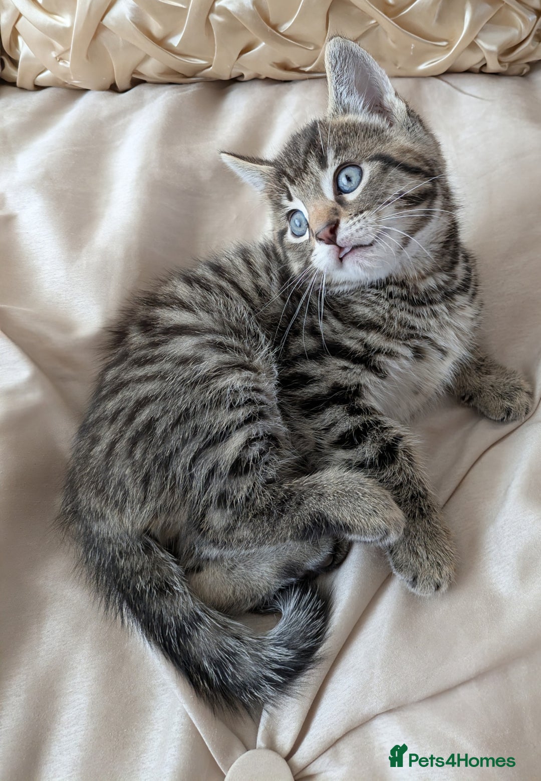 Bengal cats for sale: Purebred Spotted Bengal Kittens Brown Charcoal - Image 4