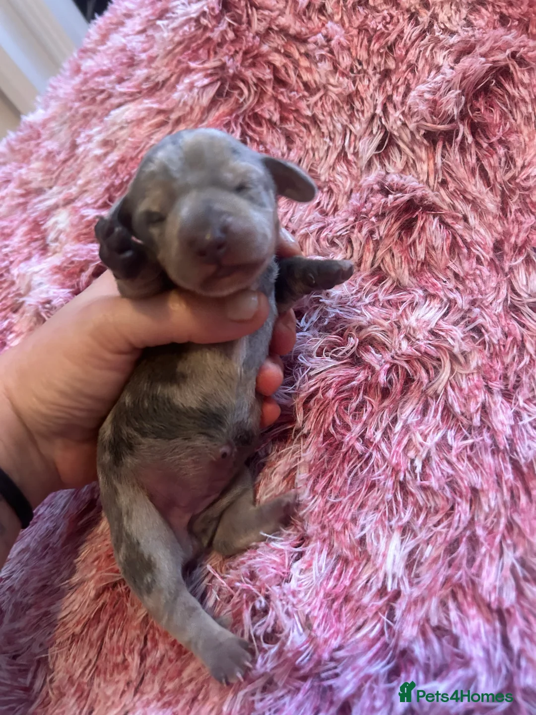 Miniature Dachshund dogs for sale: Stunning Dapple miniature dachshunds  - Advert 20