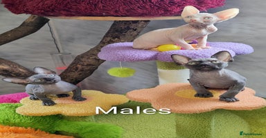 Sphynx cats - Advert 7