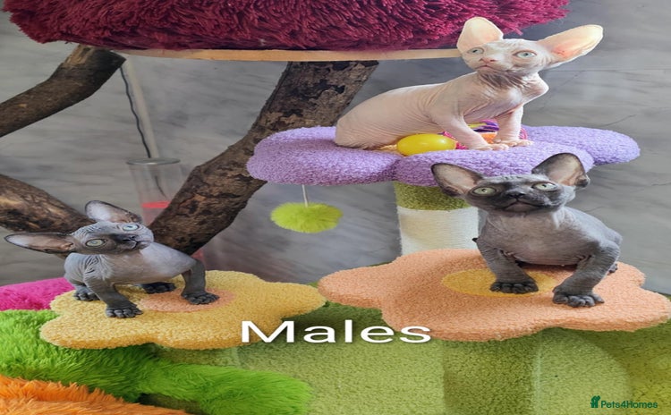 Sphynx cats - Advert 1