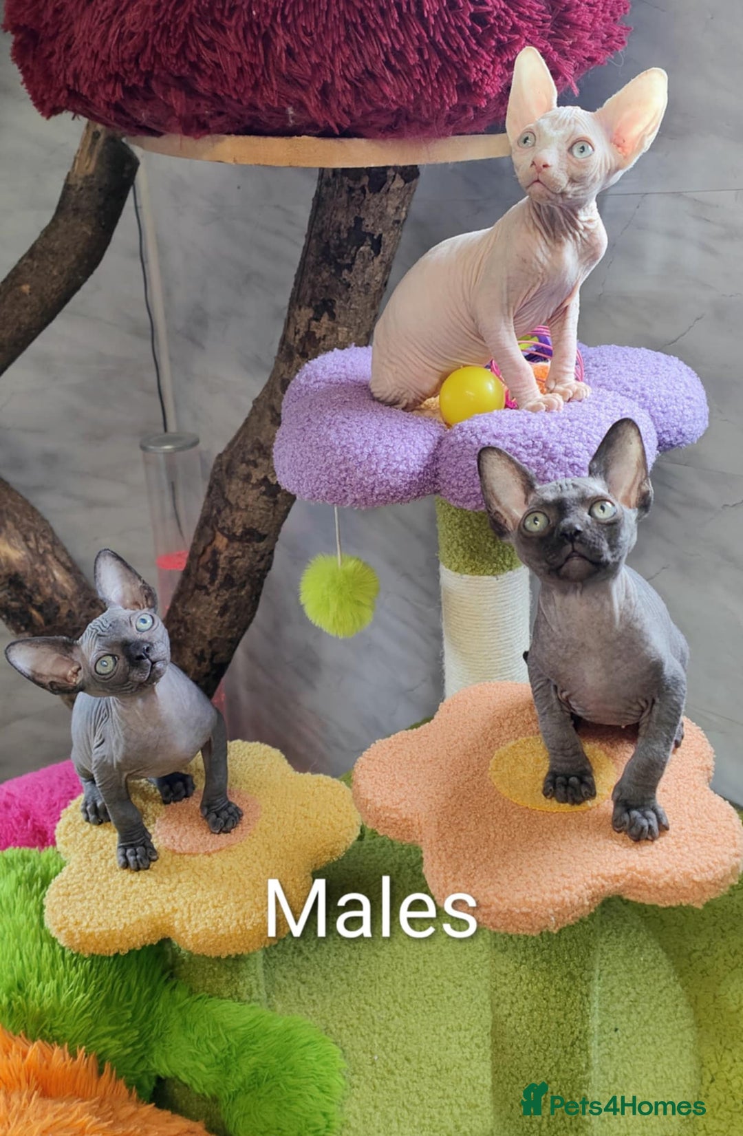 Sphynx cats for sale: Canadian Sphynx TICA REGISTERED. - Image 2