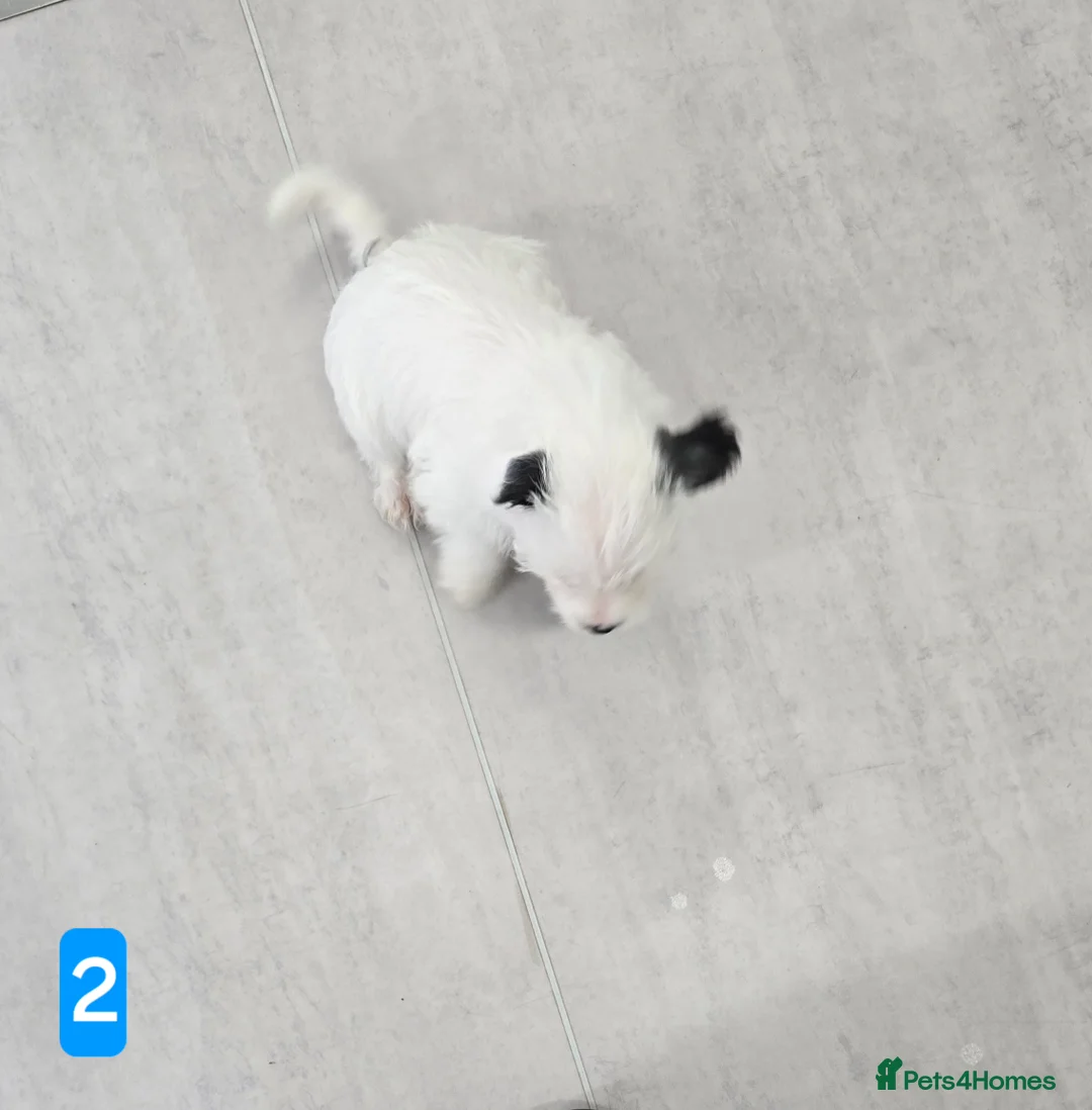 Jack Russell dogs for sale: Jack russel boys in Swanscombe - Advert 4