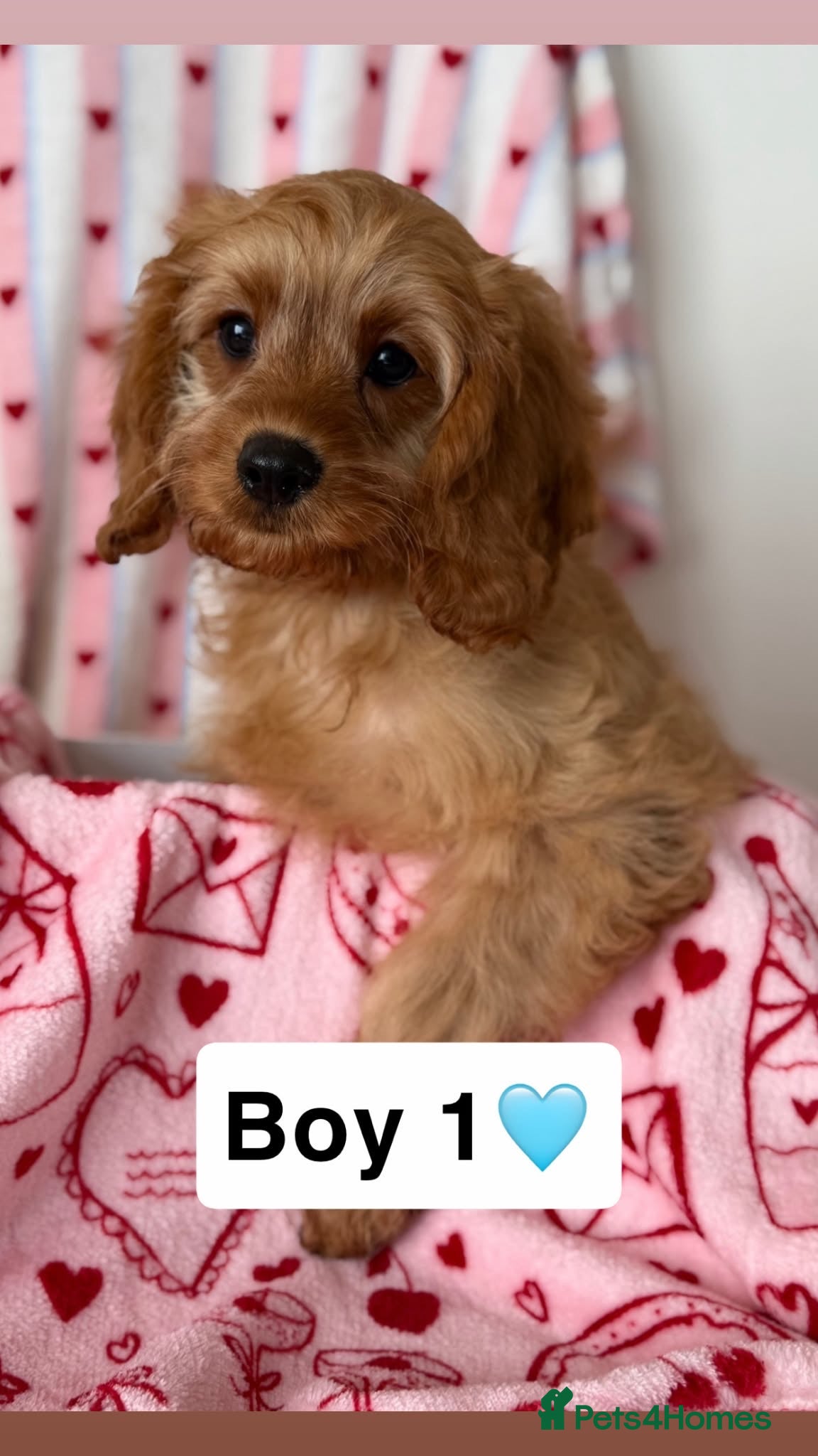 Cavapoo dogs Stunning cavapoo pups - Advert 2