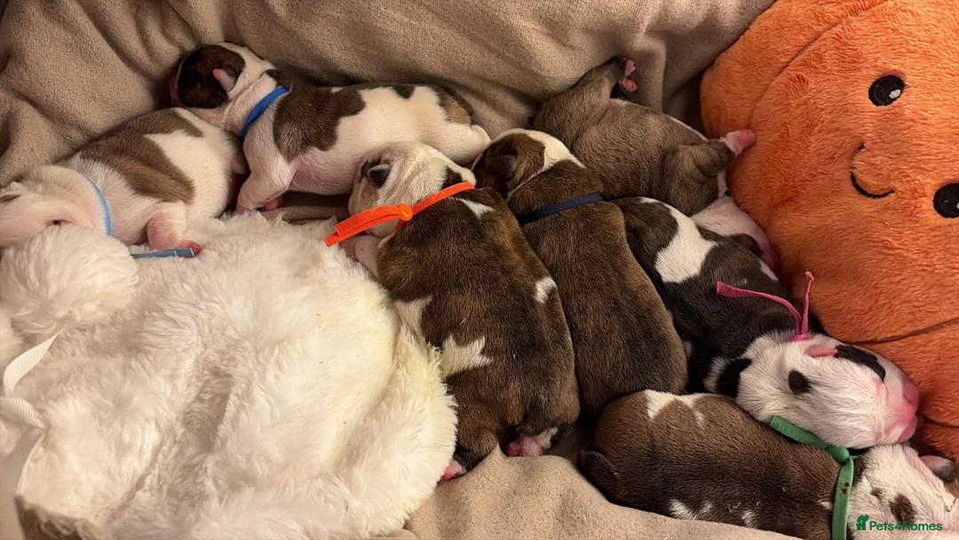 English Bulldog dogs for sale: KC English Bulldogs, Health Tested Champion Lines  - Advert 2