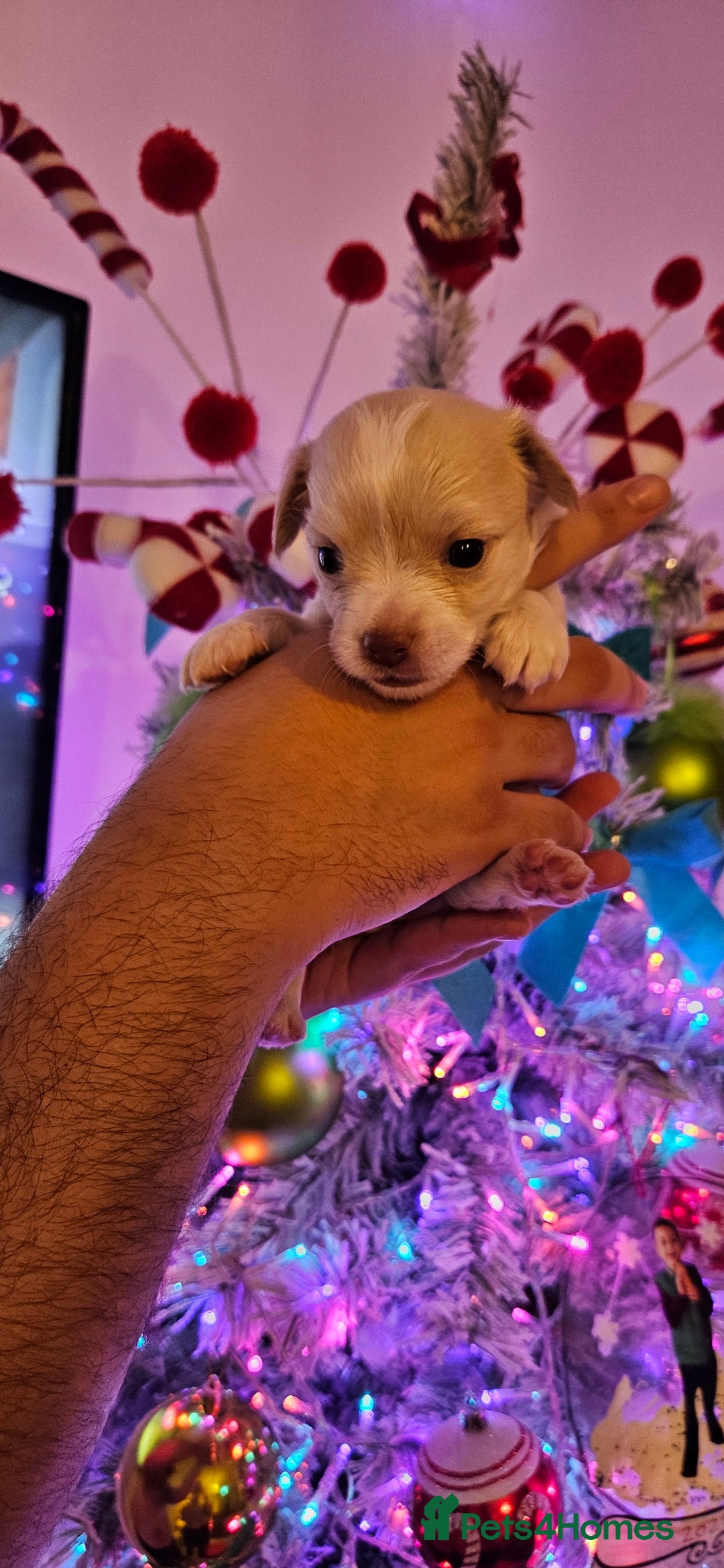 Chihuahua dogs for sale: Chihuahua puppies  - Advert 2