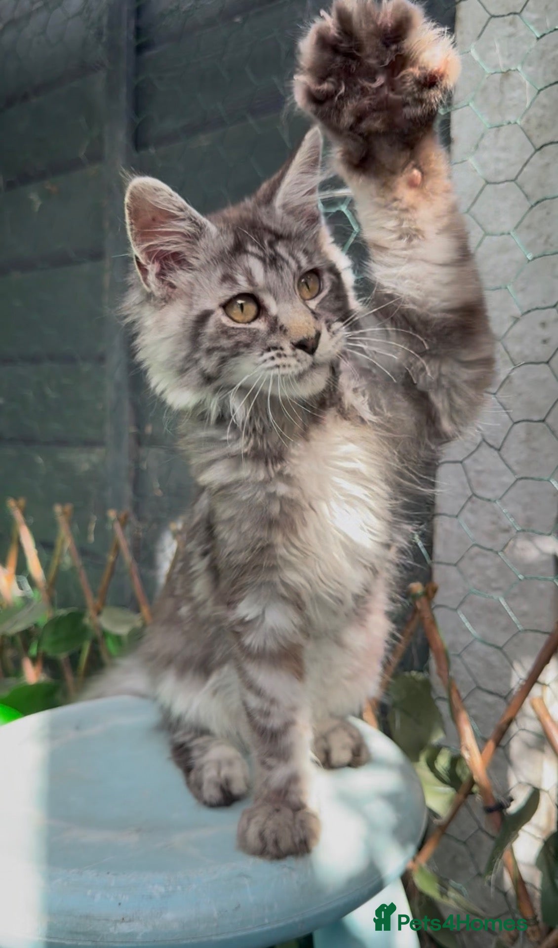 Maine Coon cats Hungarian import TICA registered mainecoon kittens - Advert 19