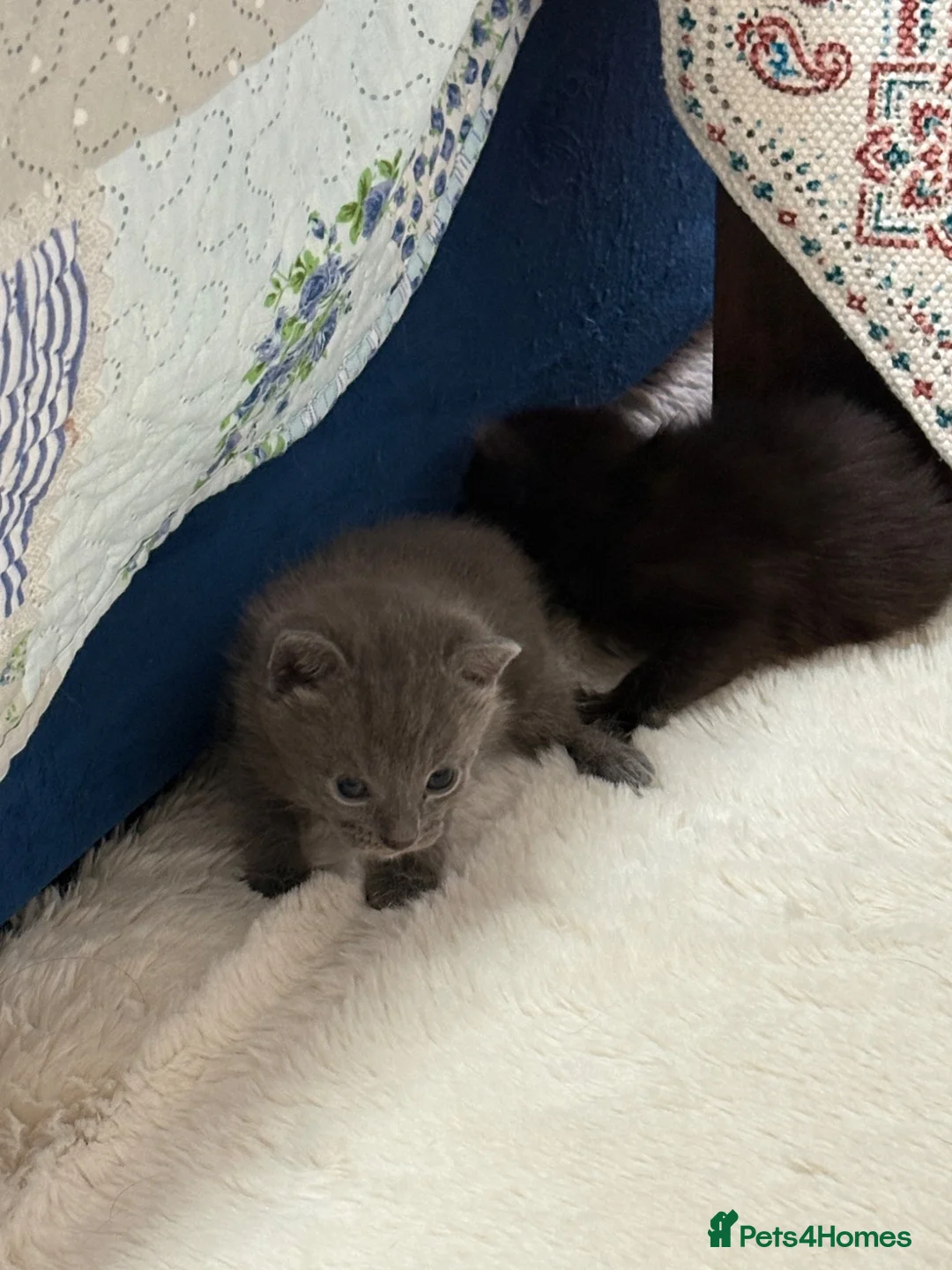 British Shorthair cats for sale:  4 Beautiful Kittens for sale 1 grey 3 Black  - Advert 16
