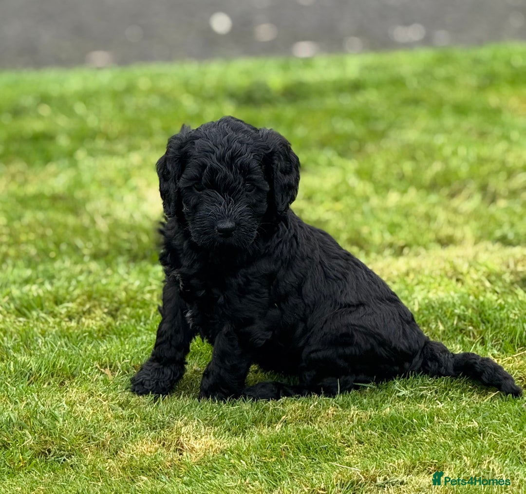 Mixed Breed dogs for sale: 🐾F3 Irish X Australian Labradoodle Puppies  - Advert 11