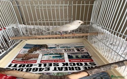 Canaries birds for sale: Canaries  - Image 9