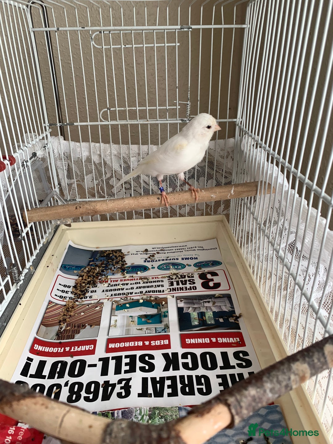 Canaries birds for sale: Canaries  - Image 9