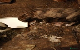 Mixed Breed dogs for sale: Lurcher. Pups - Image 9