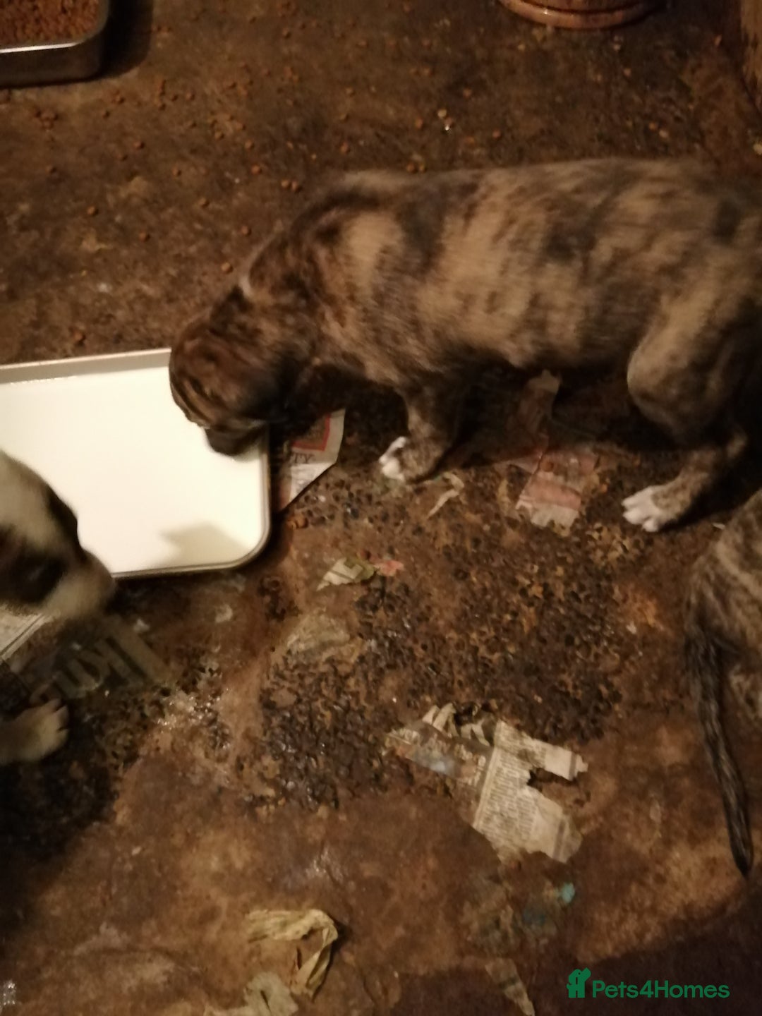 Mixed Breed dogs for sale: Lurcher. Pups - Image 9