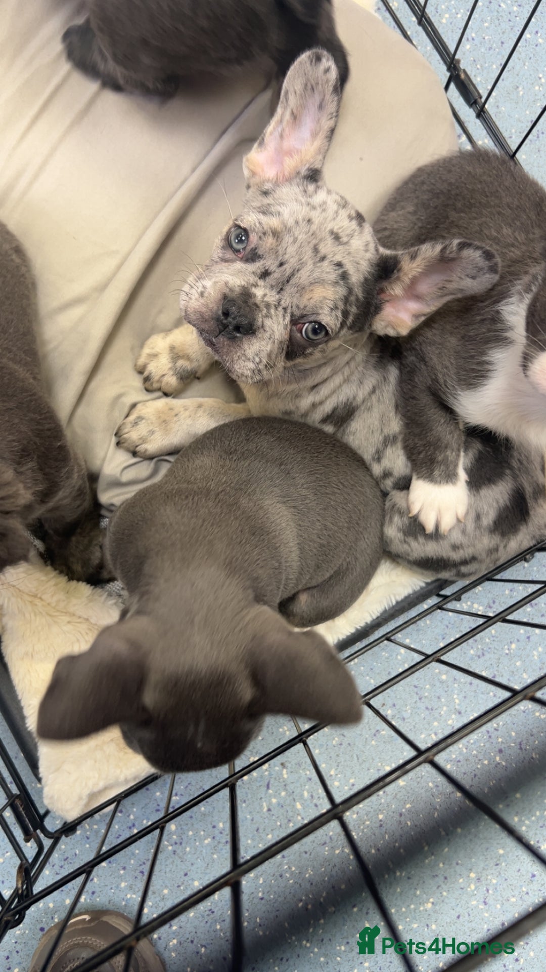 French Bulldog dogs for sale: Two, 10 Week Fluffy French Bulldogs  - Advert 3