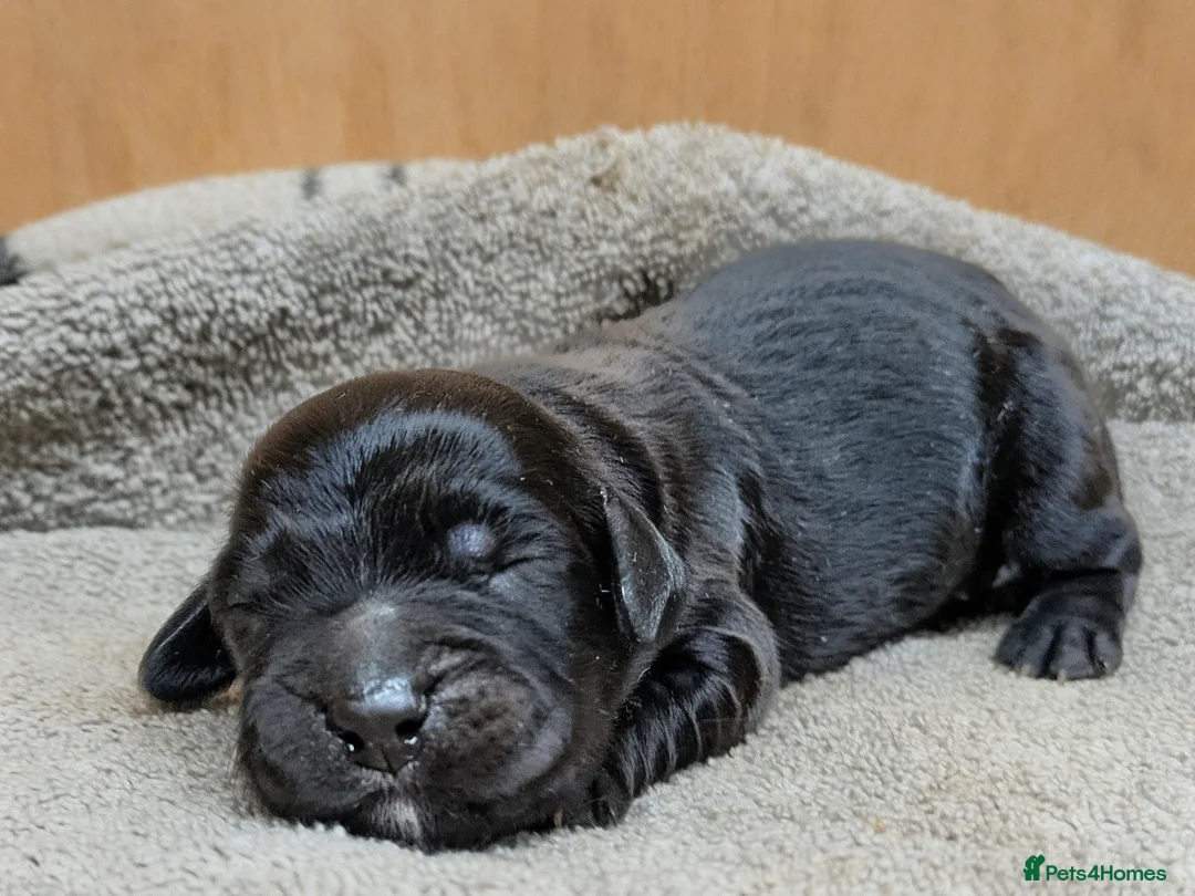 Sprocker dogs for sale: Gorgeous sprockers - Advert 10