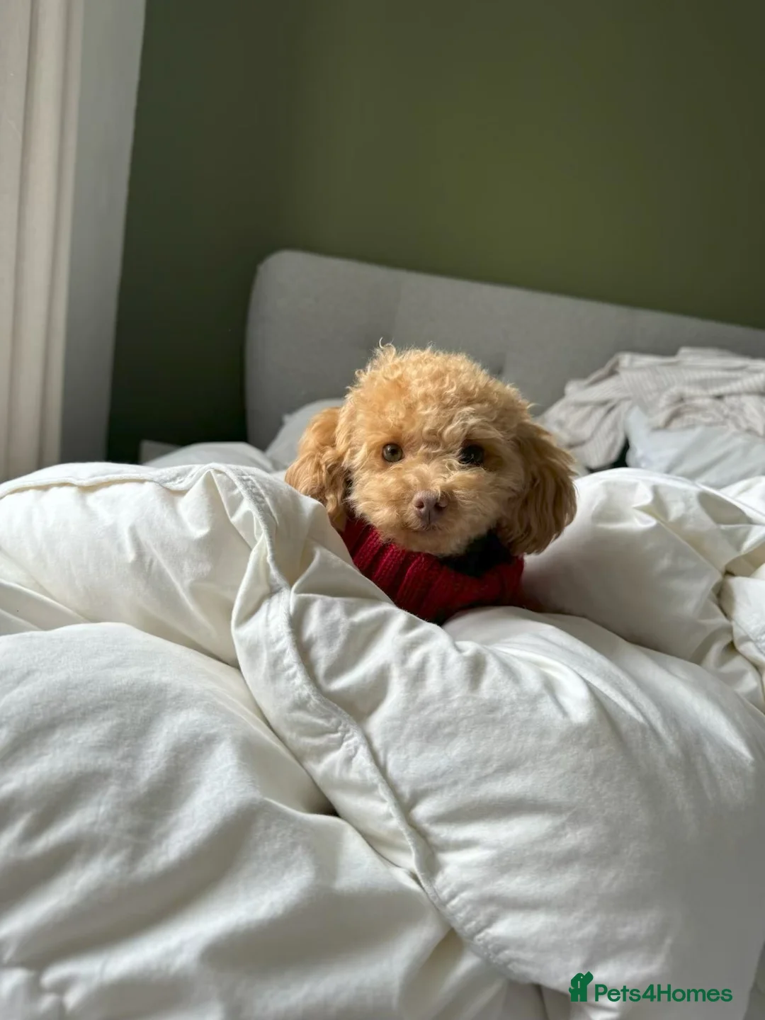 Toy Poodle dogs for sale: 🐾 Small Red Toy Poodle Puppies 🐾 - Advert 3