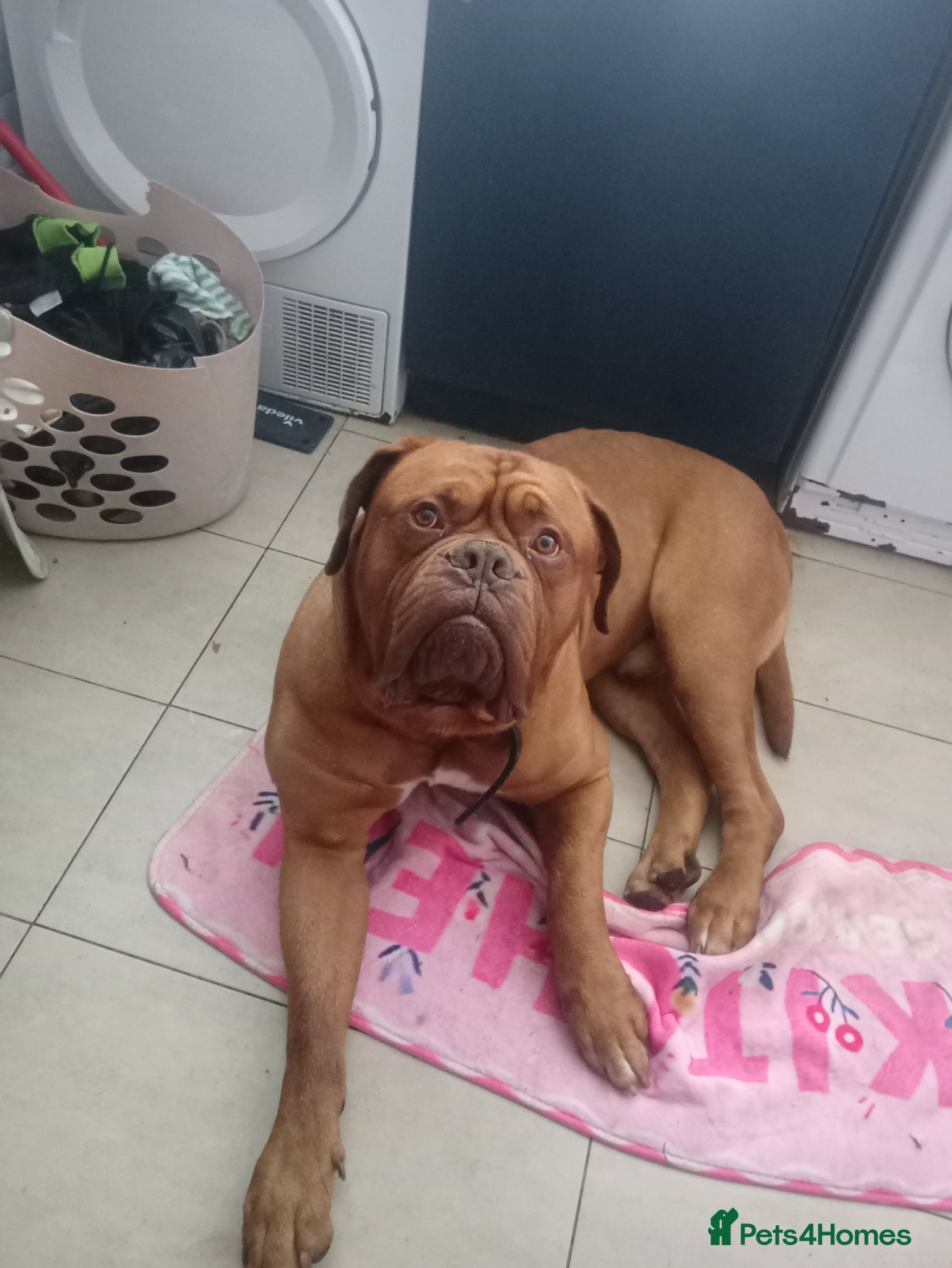 Dogue De Bordeaux dogs Up for stud - Advert 5