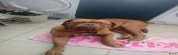 Dogue De Bordeaux dogs for stud: Up for stud in Cardiff - Advert 1