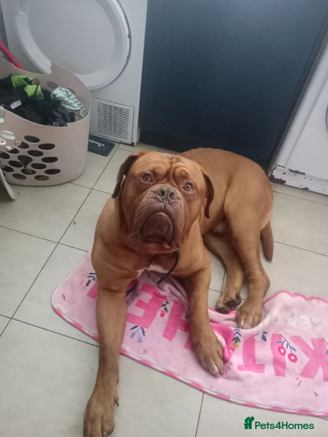 Dogue De Bordeaux dogs for stud: Up for stud in Cardiff - Advert 1