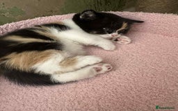 British Shorthair cats for sale: British Shorthair Pedigree Kittens - Image 11