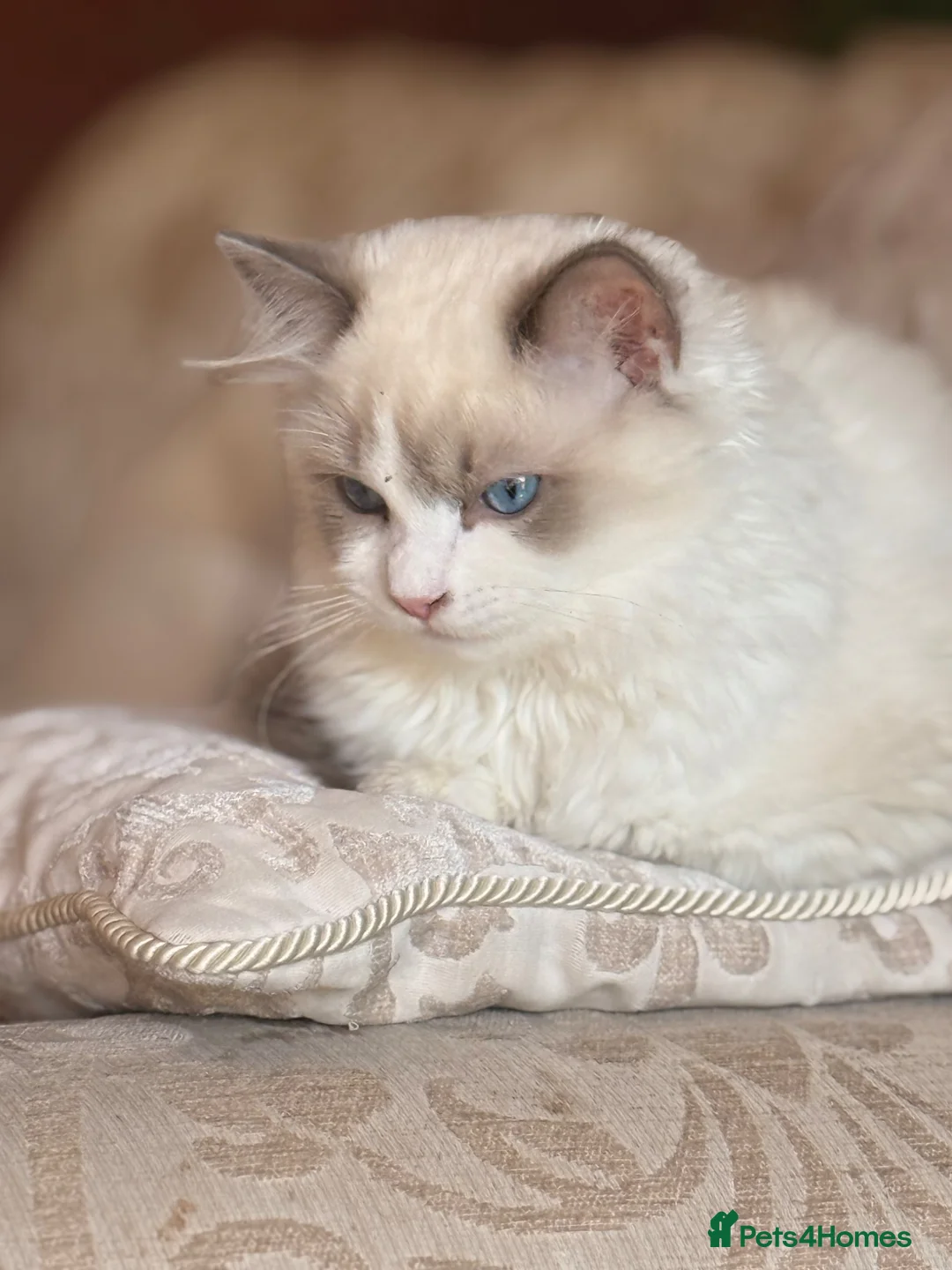 Ragdoll cats for sale: Ragdoll kitten - Advert 2