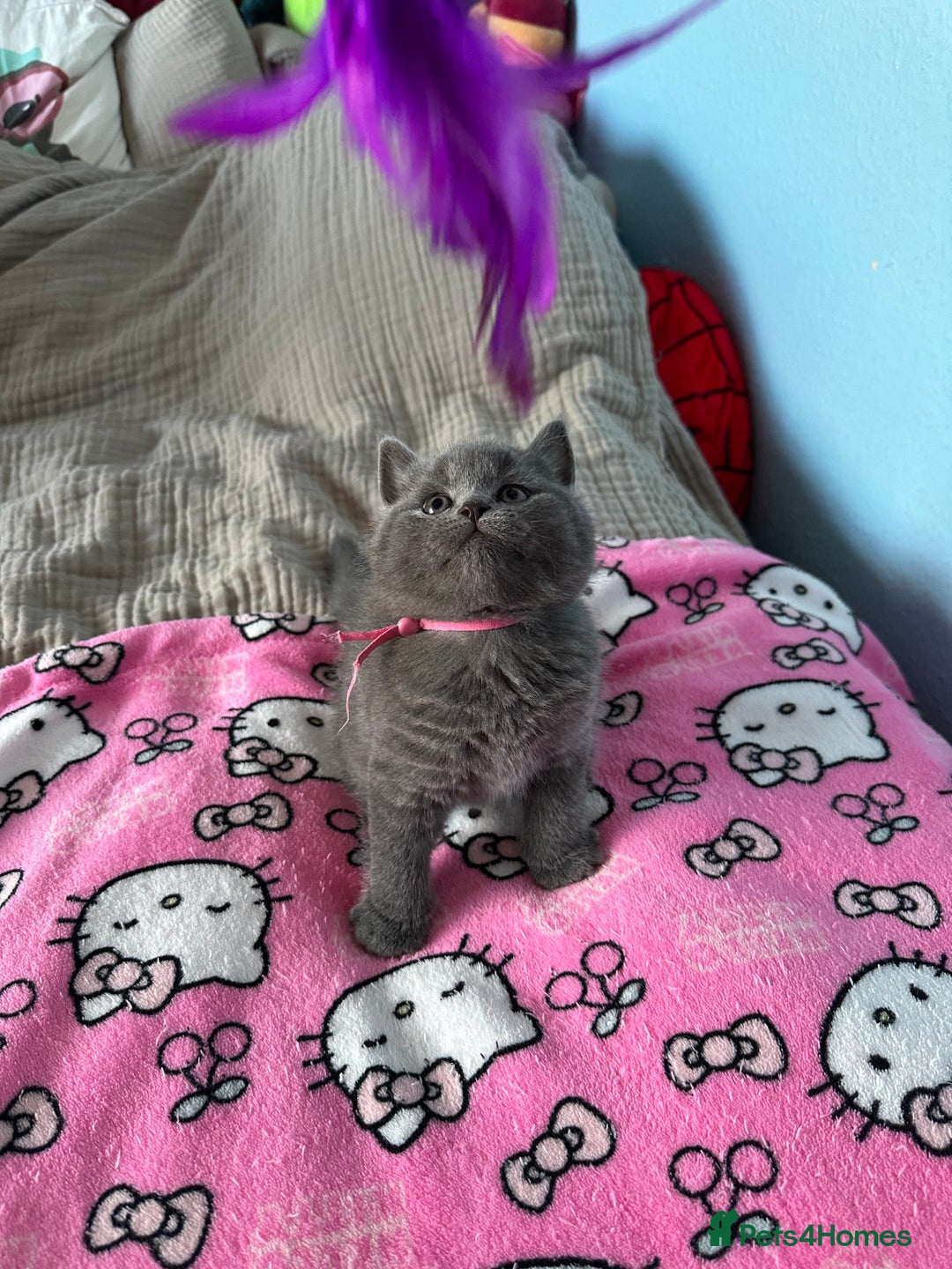 British Shorthair cats for sale: British short hair kittens - Advert 28