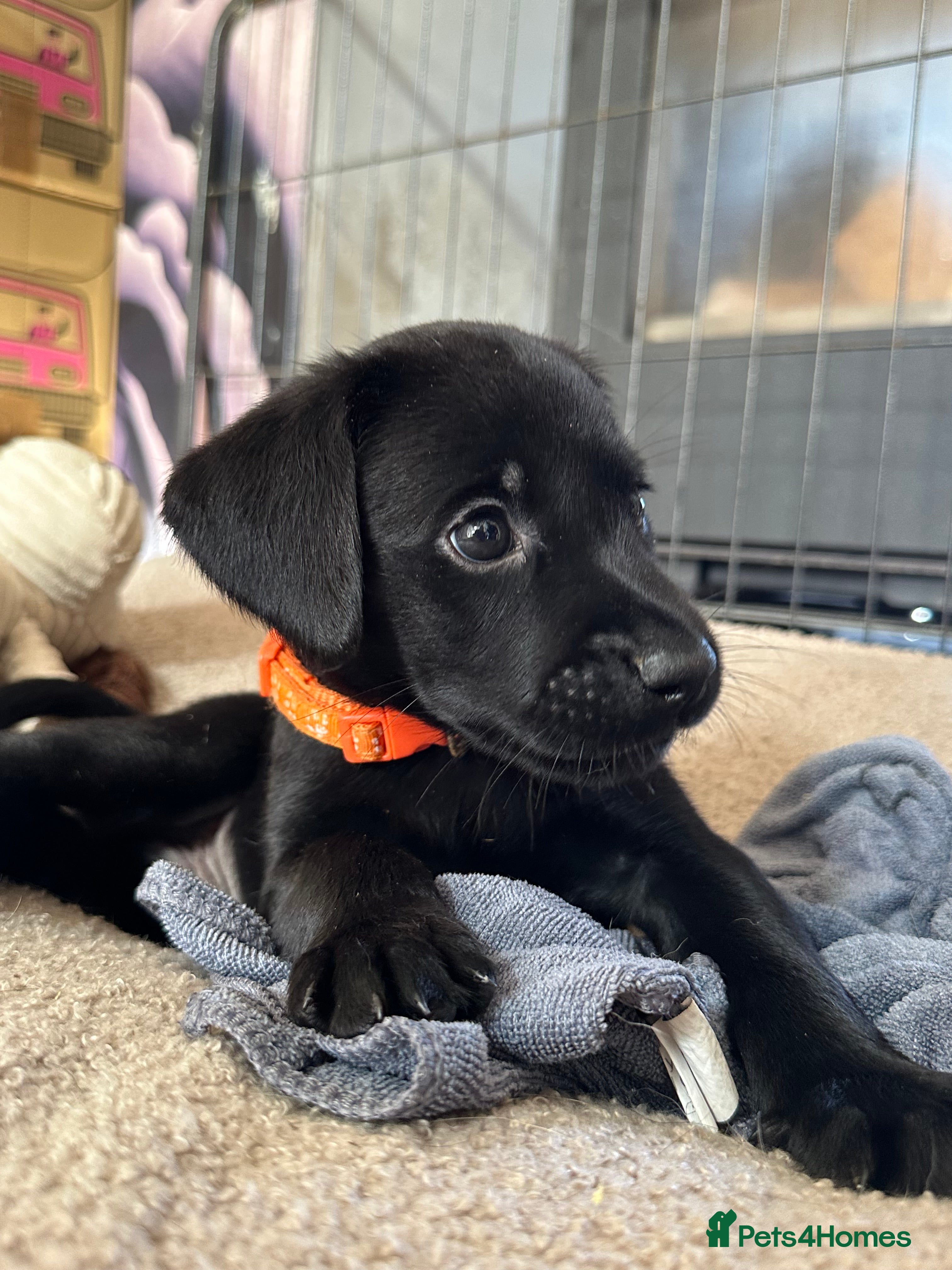Labrador Retriever dogs Pedigree Black Labrador Puppy  - Advert 2