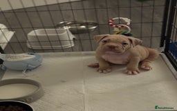 American Bully dogs for sale: Pocket bully female GREAT bloodline READY to leave - Image 18