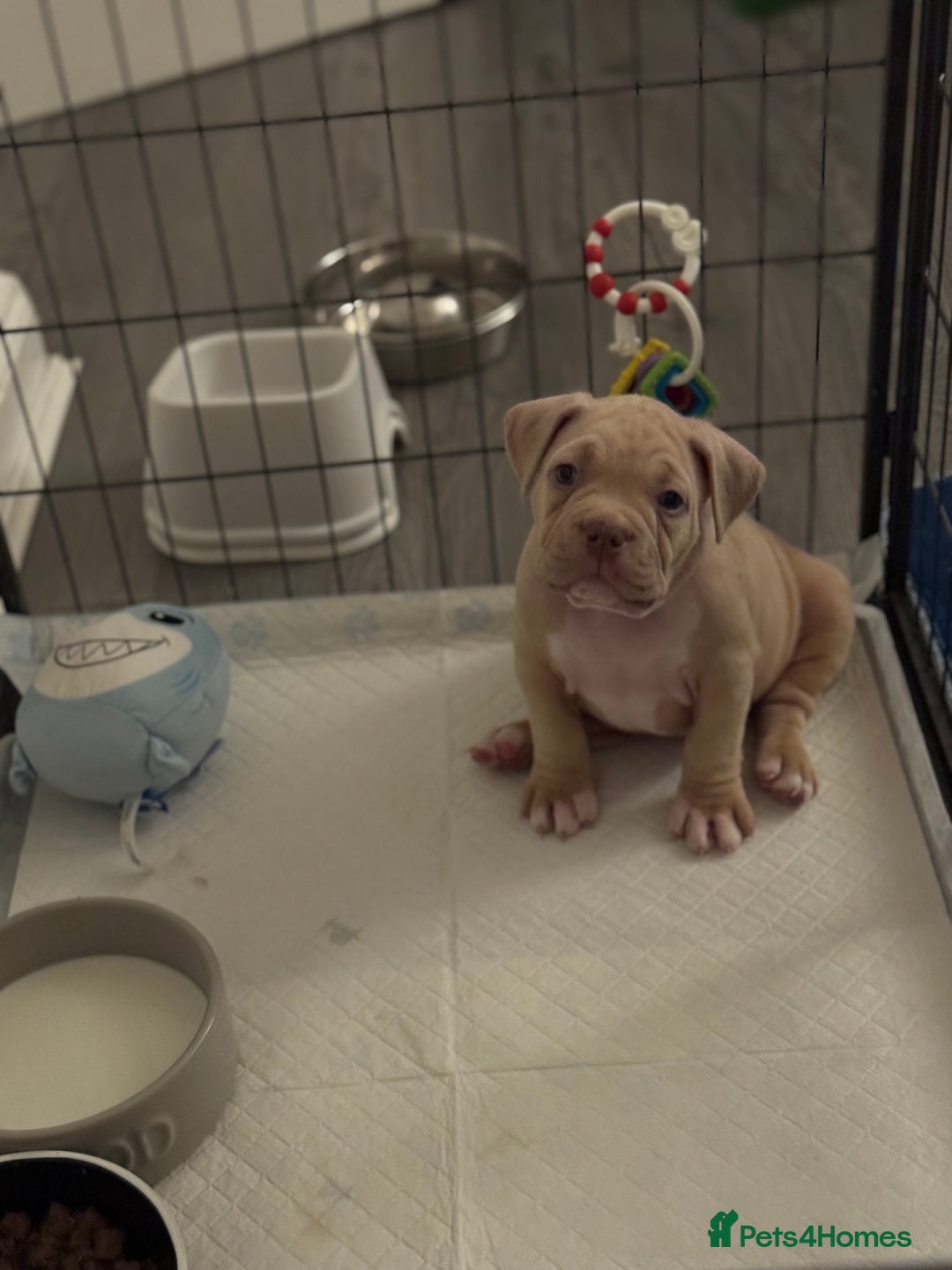 American Bully dogs for sale: Pocket bully female GREAT bloodline READY to leave - Image 18