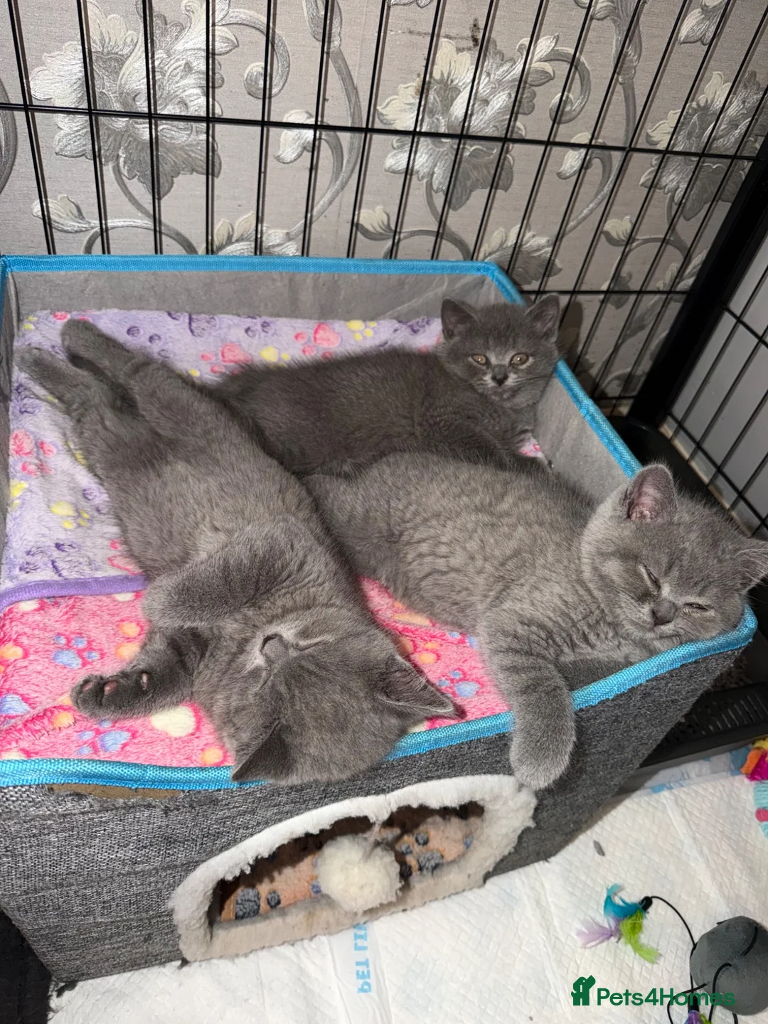 British Shorthair cats for sale: British Shorthair Kittens in Birmingham  - Advert 8