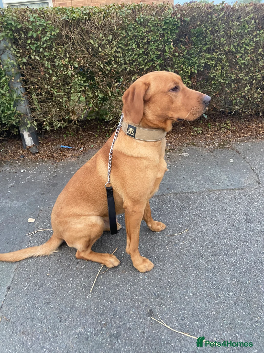 Labrador Retriever dogs for stud: Pedigree Health tested Fox Red Labrador for stud  in Wolverhampton - Advert 20