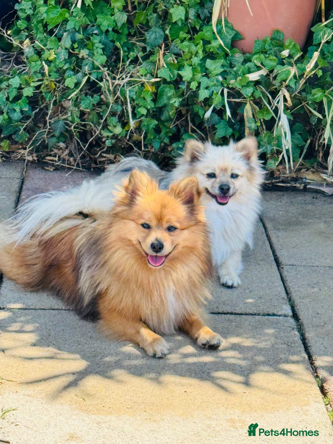 Pomeranian dogs for sale: Entire Red Pomeranian dog carrying Merle gene - Advert 10