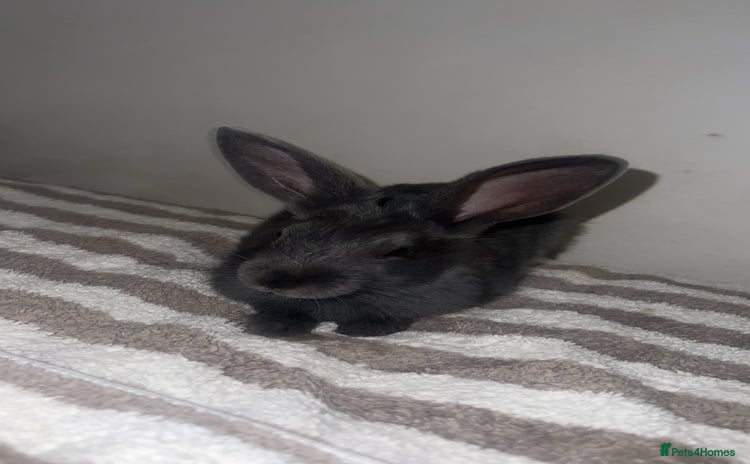 Belgian Hares rabbits - Advert 1