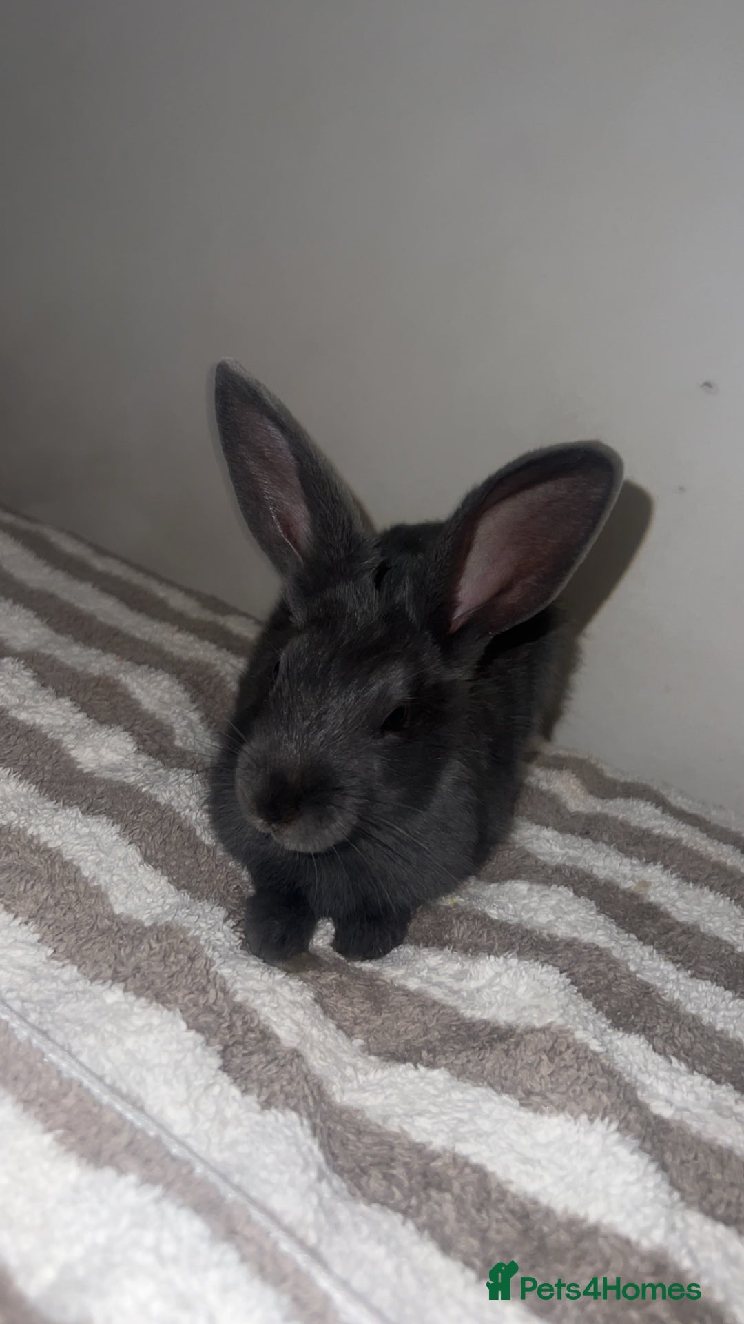 Belgian Hares rabbits for sale: Lovable rabbit  - Image 1