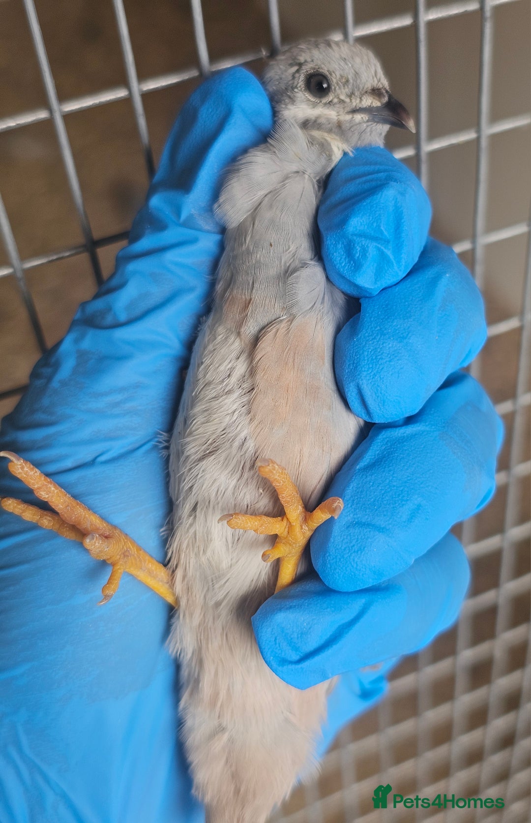 Quail poultry for sale:  Silver Red-Breasted Button Quail  - Image 2