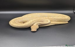 Python Snake reptiles for sale: Royal Pythons  - Image 14