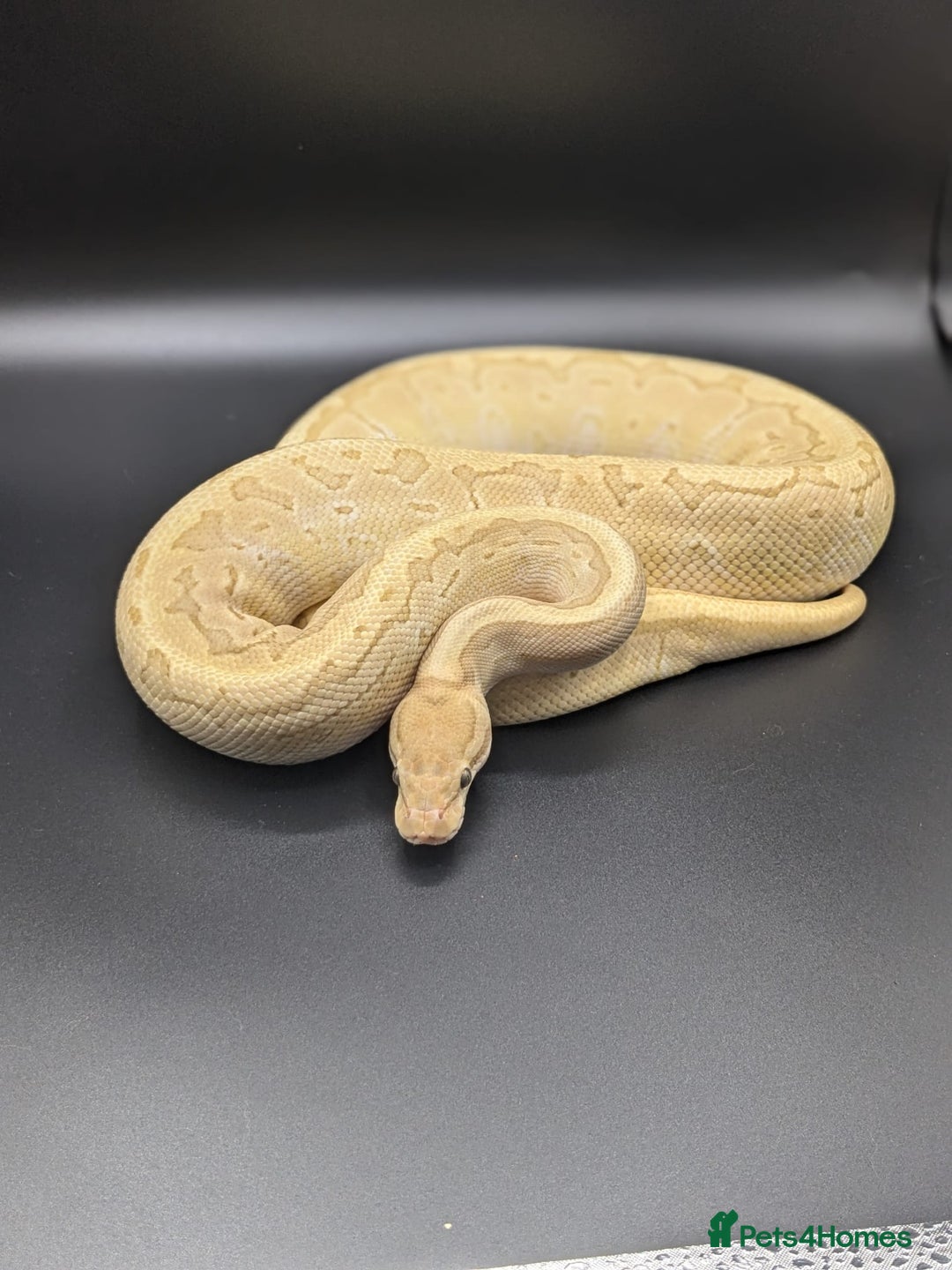 Python Snake reptiles for sale: Royal Pythons  - Image 14
