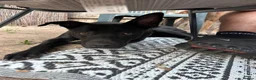 Mixed Breed dogs for sale: Bolt  - Advert 5