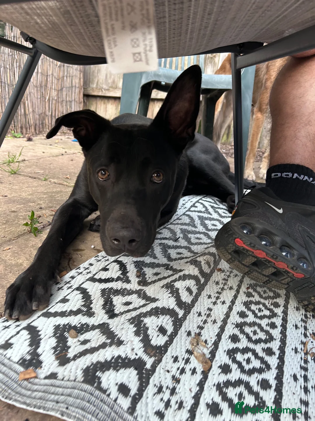 Mixed Breed dogs for sale: Bolt  - Advert 5