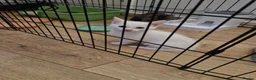 Mixed Breed cats for sale: 2 little kittens ready today in Coventry - Advert 16