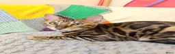 Bengal cats for sale: Friendly & Sociable Bengal Male Kitten  in London - Advert 1