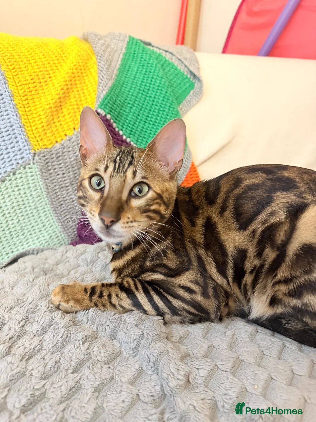 Bengal cats for sale: Friendly & Sociable Bengal Male Kitten  in London - Advert 1